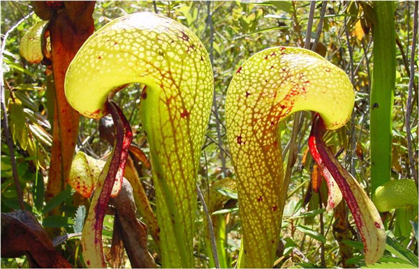 眼镜蛇瓶子草darlingtonia californica 引自http/it.wikipedia.