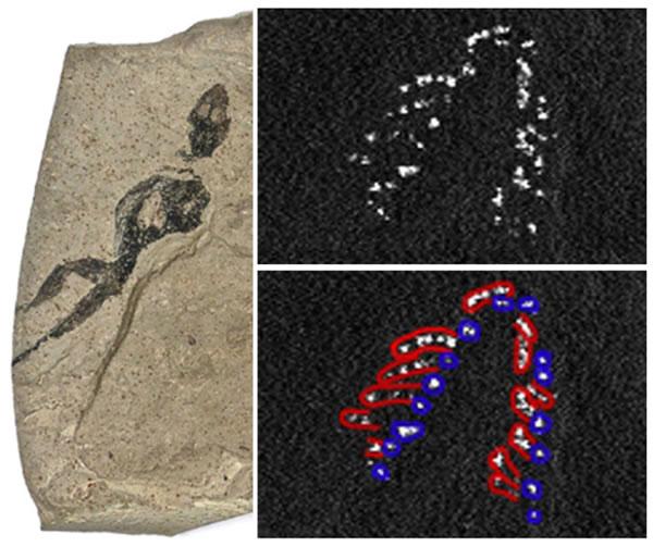 新技术让化石“复生”